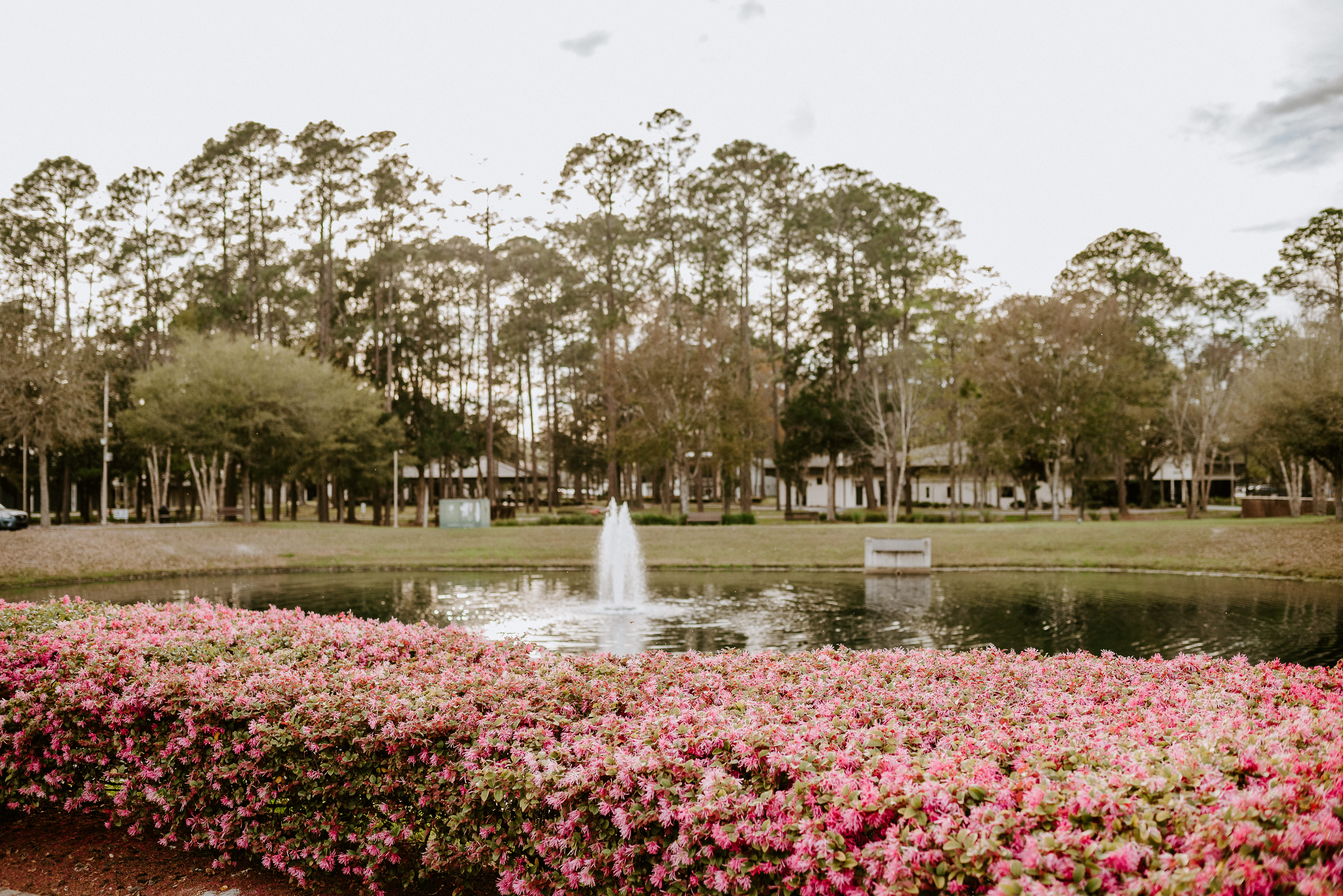 Landscape of pond and fountain