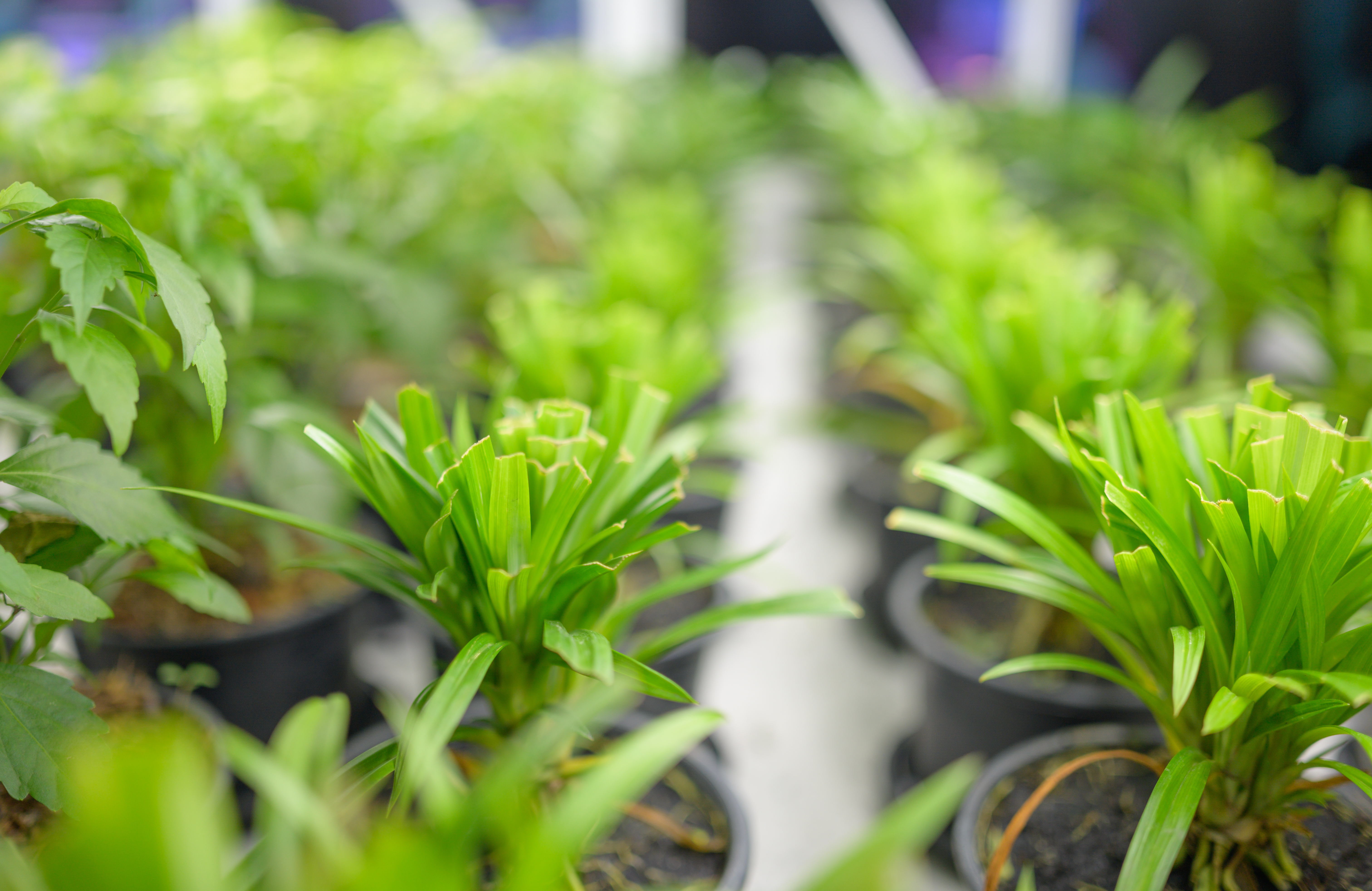 Plants in individual pots in an indoor farming facility Plants in individual pots in an indoor farming facility