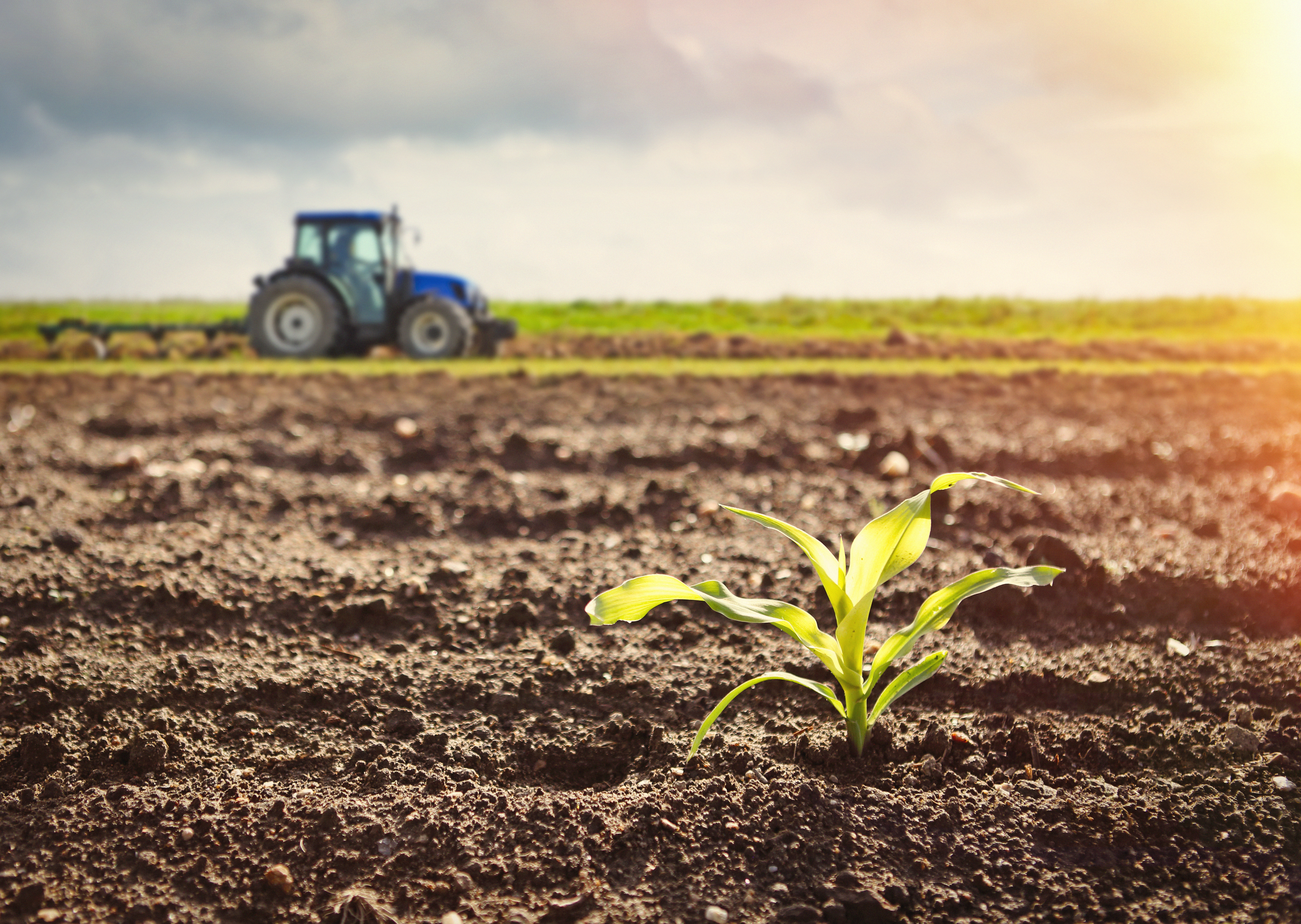 Growing maize crop